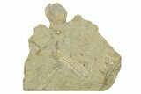 Fossil Crinoid (Platycrinites) - Indiana #269884-1